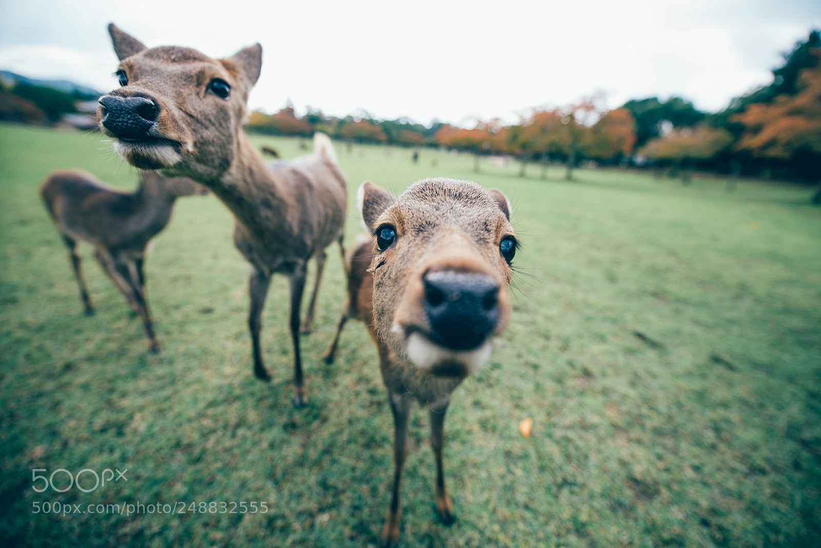 Nikon D610 sample photo. Deers and animals in photography
