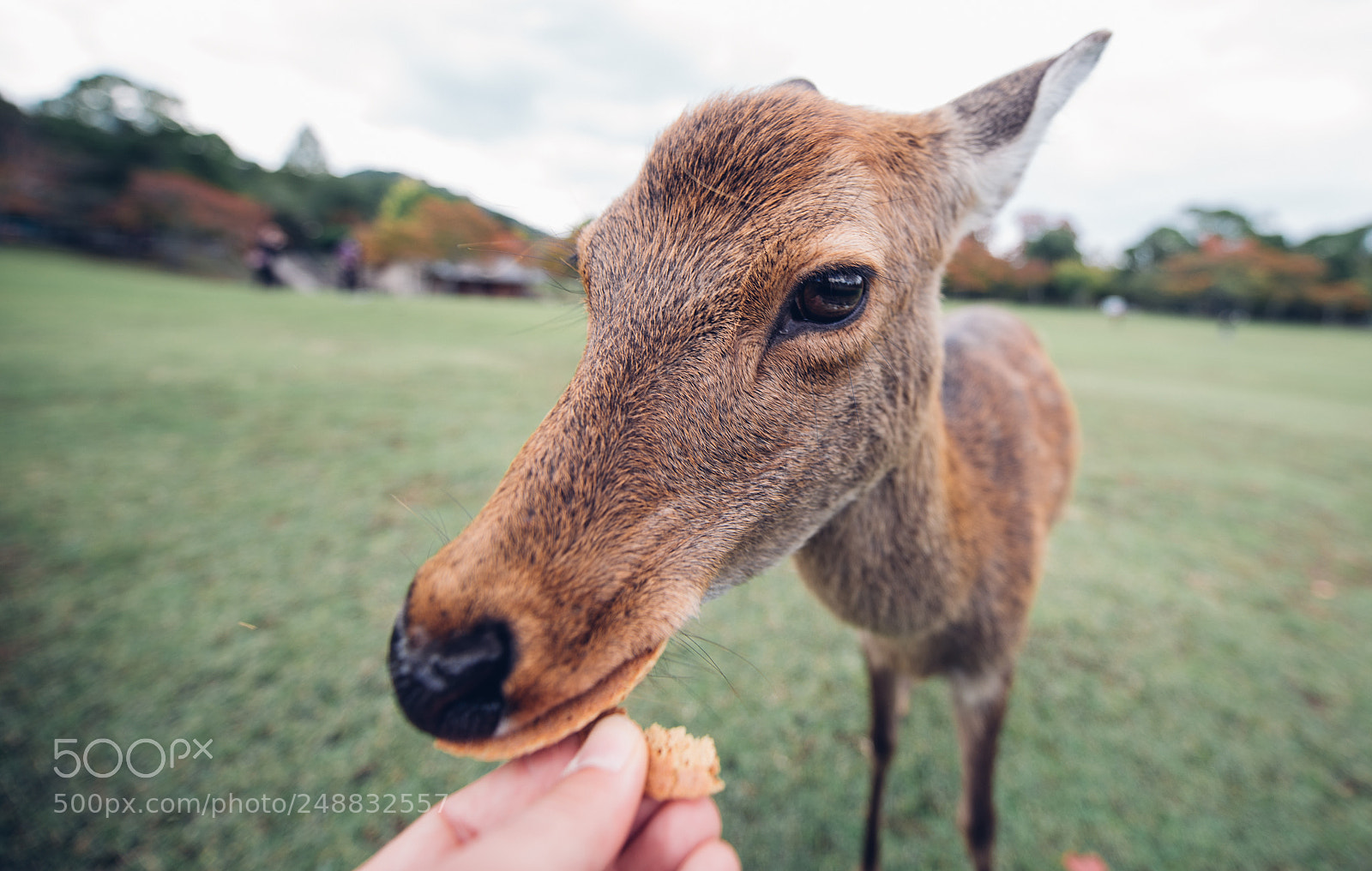 Nikon D610 sample photo. Deers and animals in photography