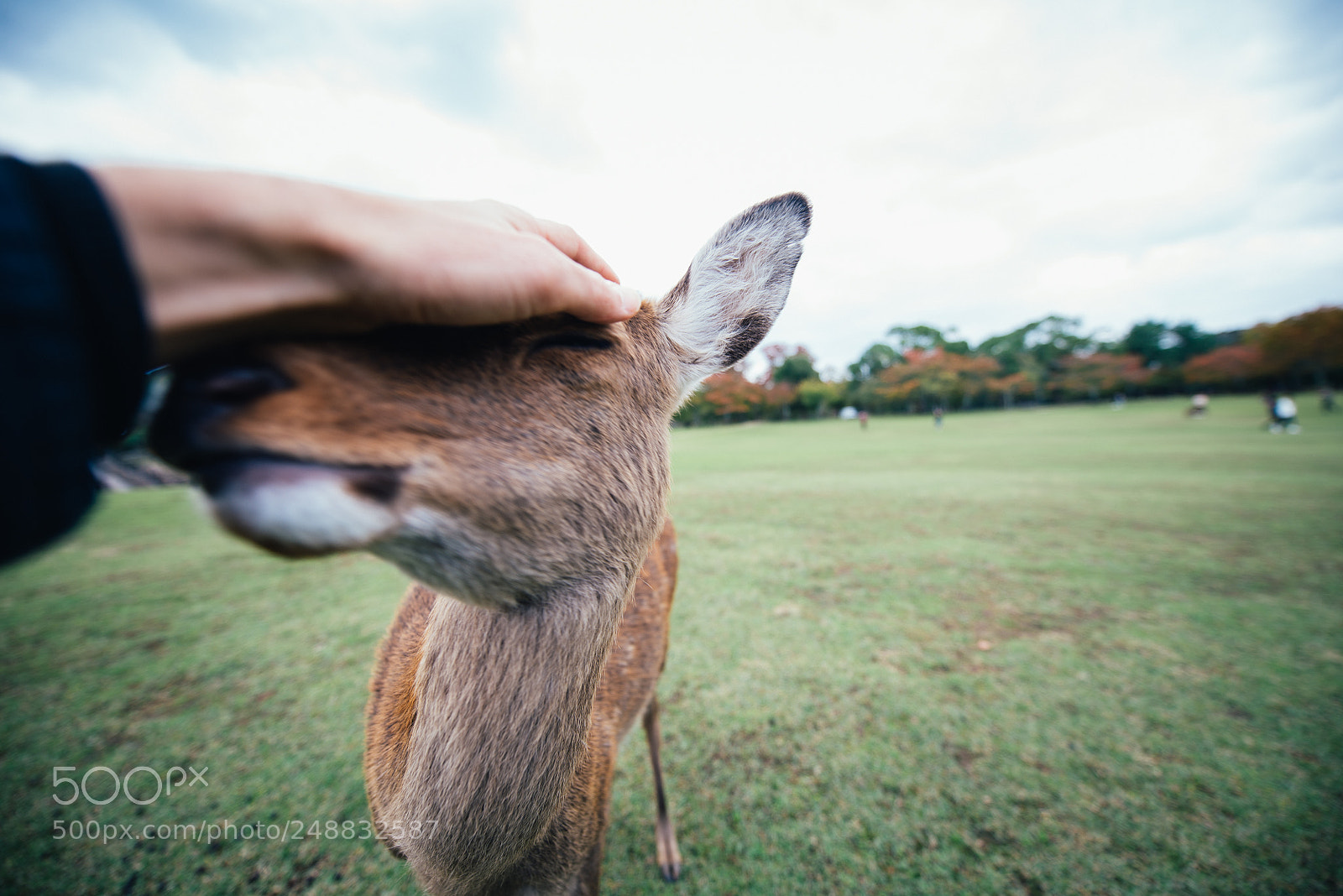 Nikon D610 sample photo. Deers and animals in photography