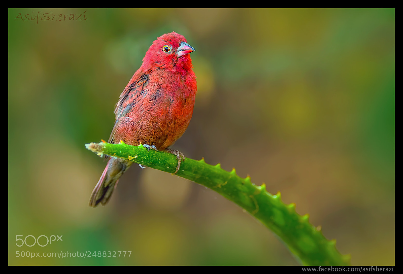 Nikon D5 sample photo. Beauty of the nature photography