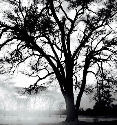 Canon EOS 50D sample photo. Morning  fog photography