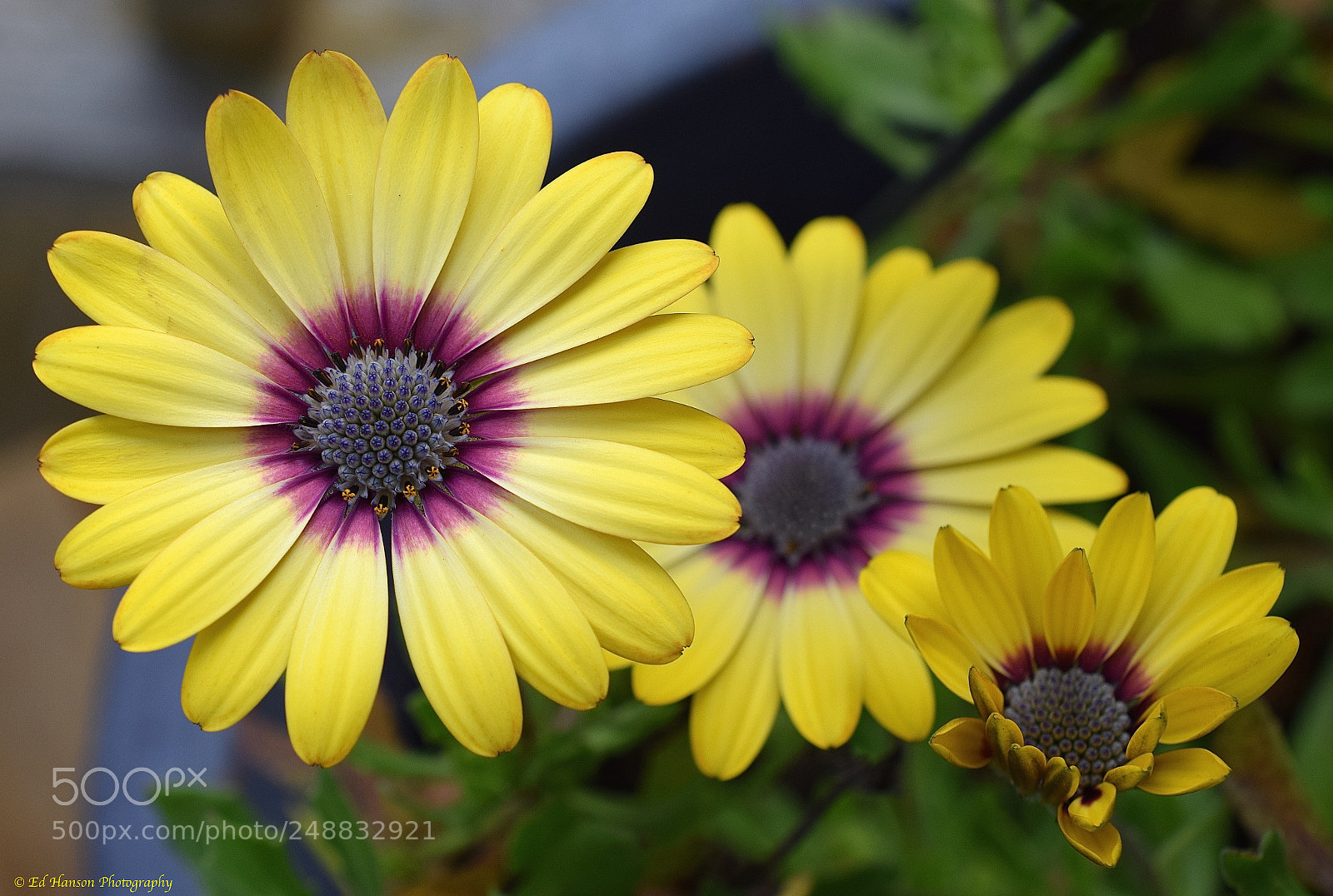 Nikon D3300 sample photo. Small, medium and large photography