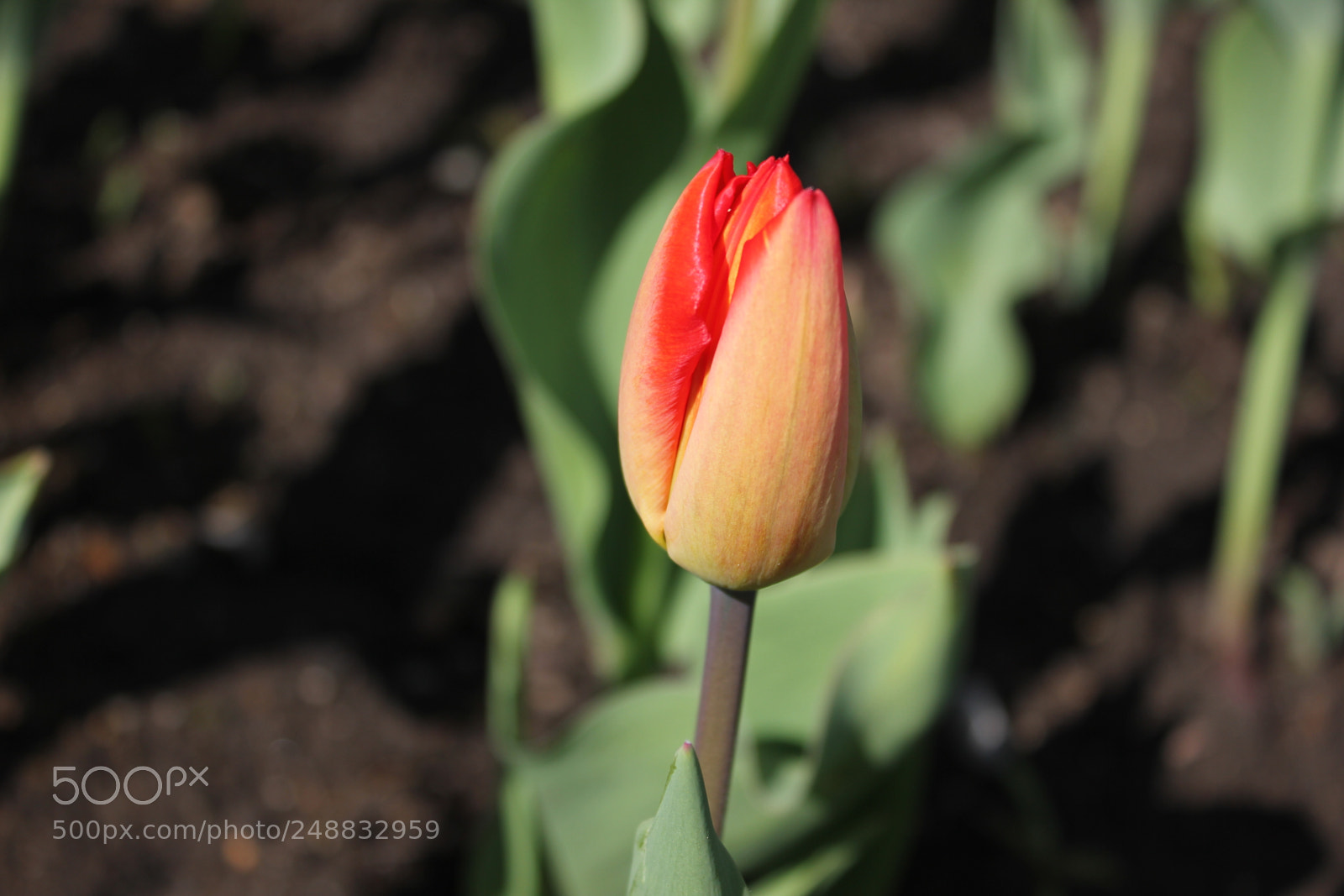Canon EF-S 18-55mm F3.5-5.6 IS sample photo. Tulips edward's garden, toronto photography