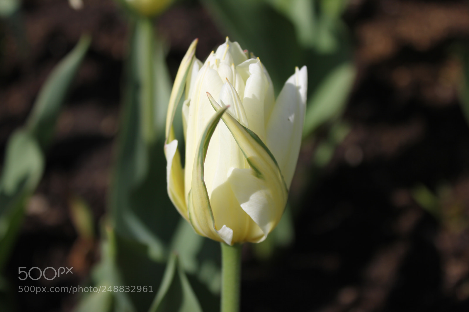 Canon EF-S 18-55mm F3.5-5.6 IS sample photo. Tulips edward's garden, toronto photography