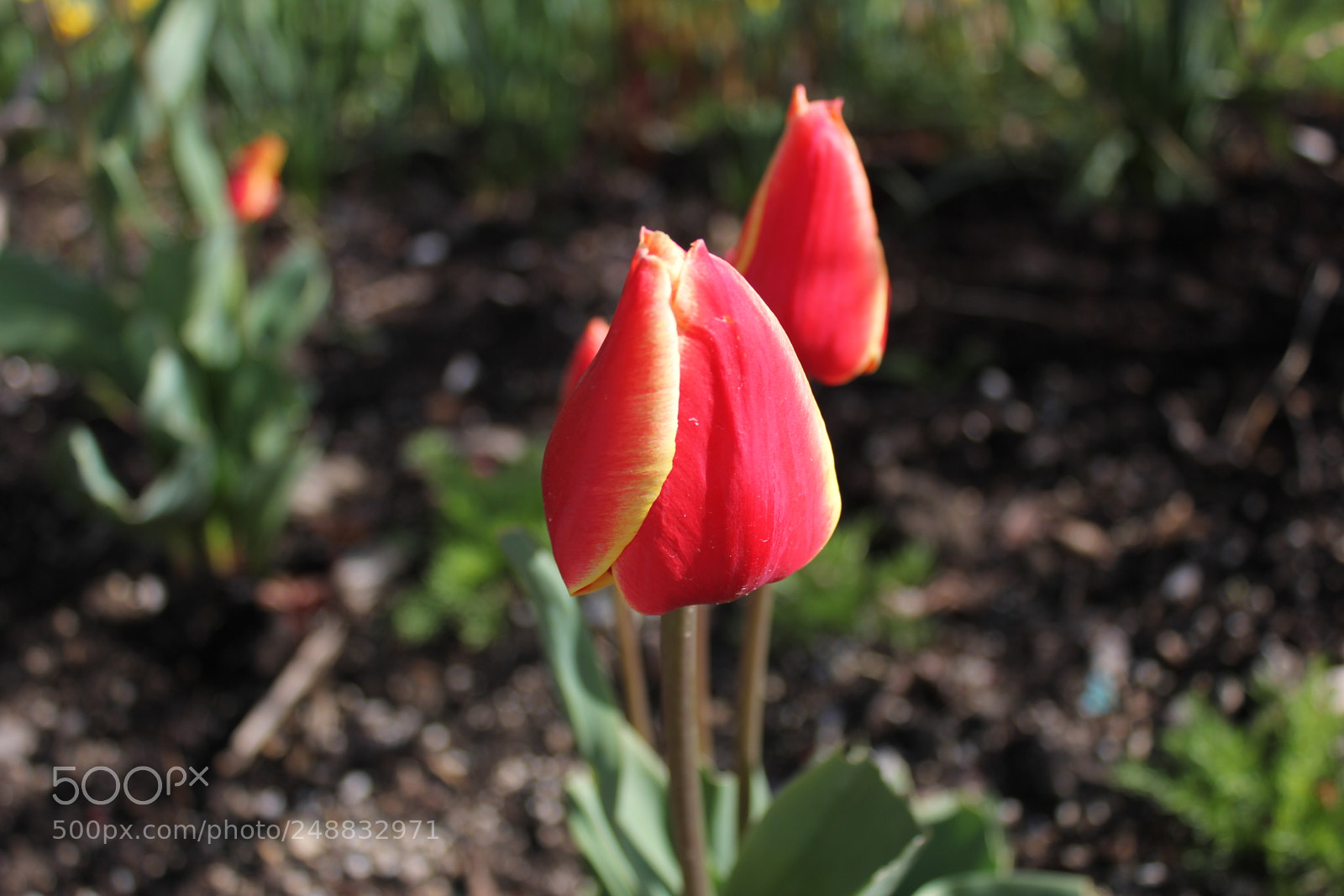 Canon EF-S 18-55mm F3.5-5.6 IS sample photo. Tulips edward's garden, toronto photography