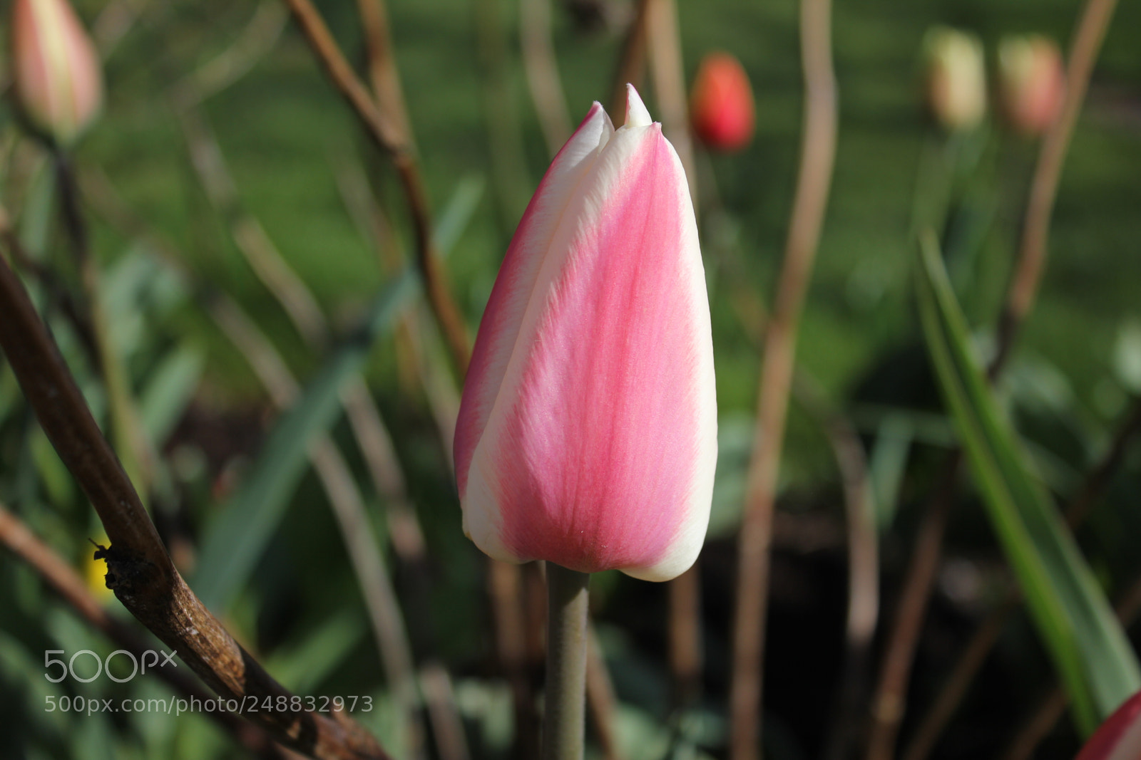 Canon EF-S 18-55mm F3.5-5.6 IS sample photo. Tulips edward's garden, toronto photography