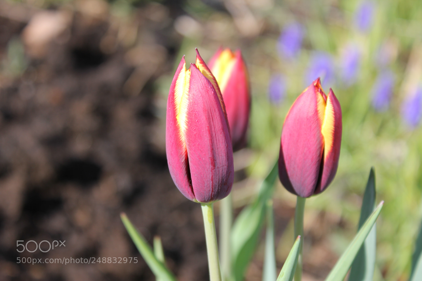 Canon EF-S 18-55mm F3.5-5.6 IS sample photo. Tulips edward's garden, toronto photography