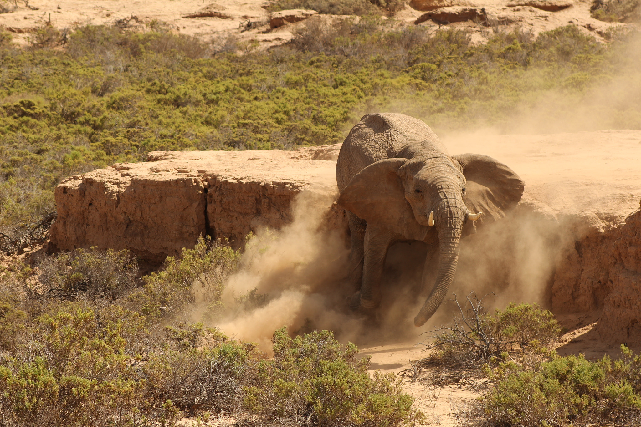 Canon EF 75-300mm f/4-5.6 sample photo. Namibian elephant photography