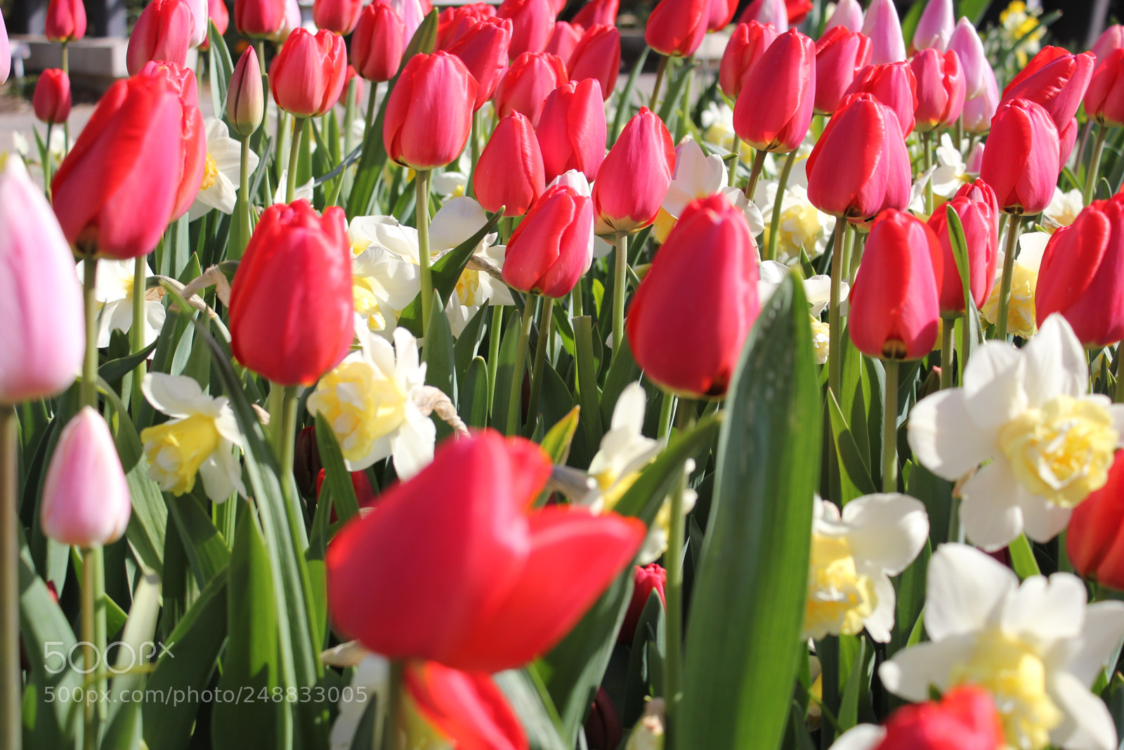 Canon EF-S 18-55mm F3.5-5.6 IS sample photo. Tulips edward's garden, toronto photography