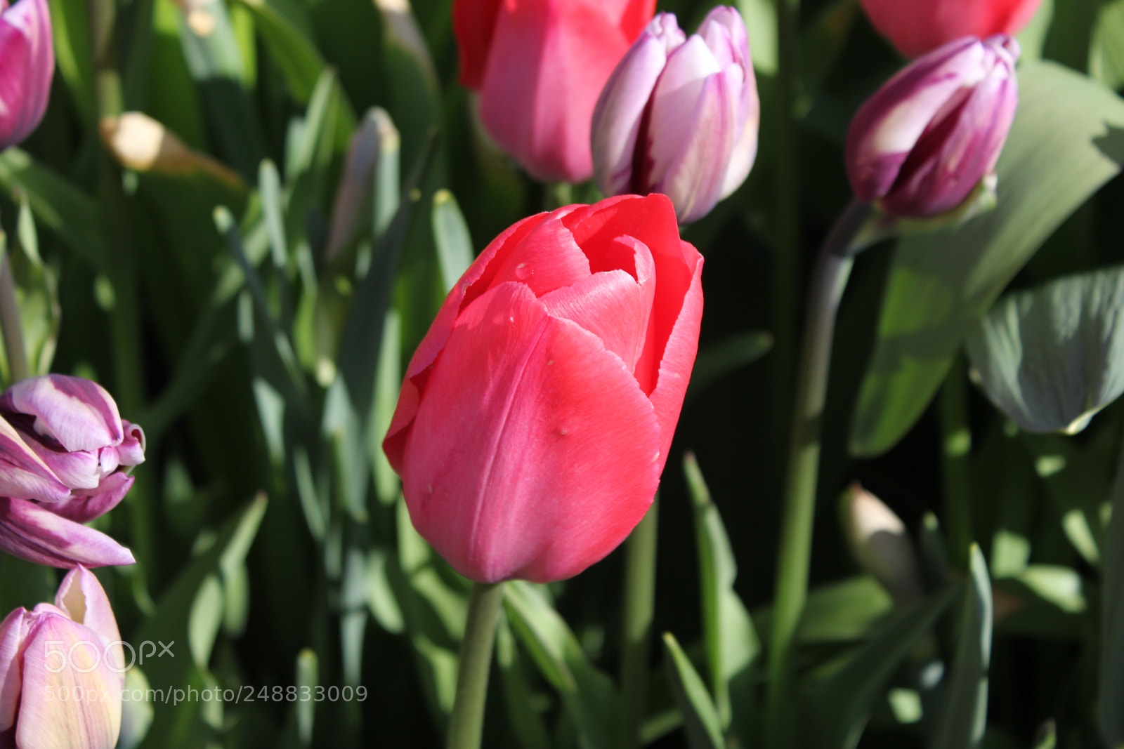 Canon EF-S 18-55mm F3.5-5.6 IS sample photo. Tulips edward's garden, toronto photography