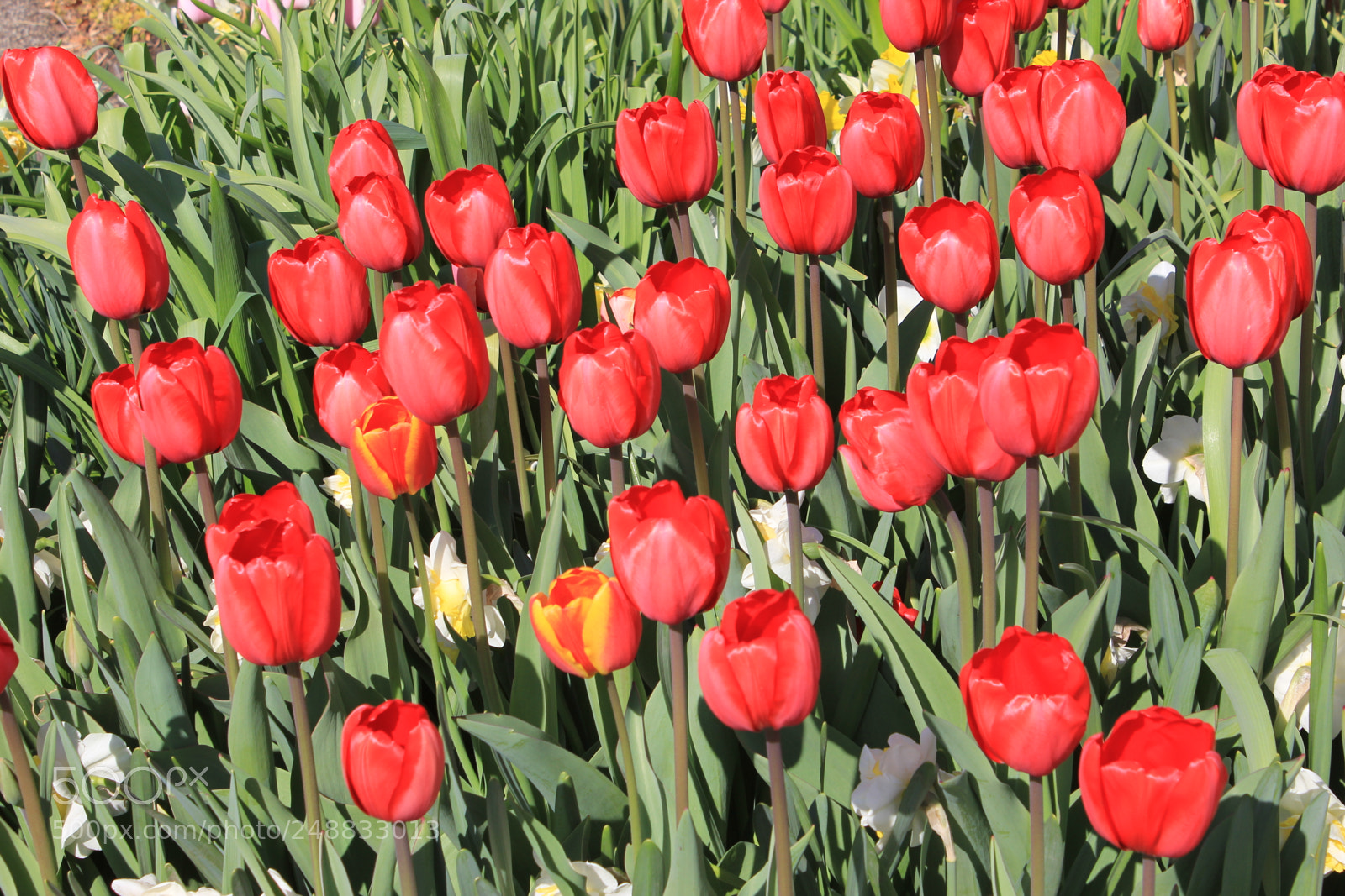 Canon EF-S 18-55mm F3.5-5.6 IS sample photo. Tulips edward's garden, toronto photography