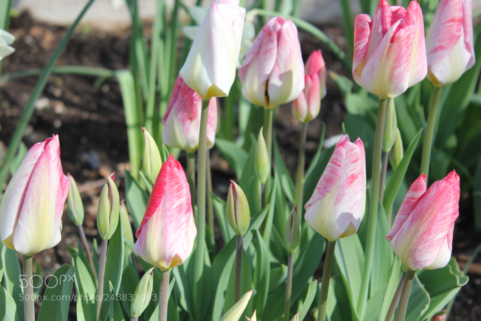 Canon EF-S 18-55mm F3.5-5.6 IS sample photo. Tulips edward's garden, toronto photography
