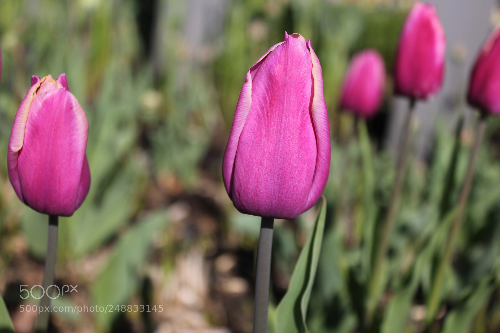 Canon EF-S 18-55mm F3.5-5.6 IS sample photo. Tulips edward's garden, toronto photography