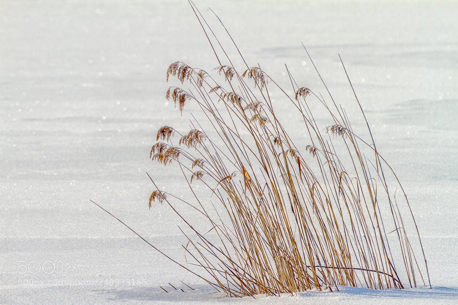 Canon EOS 7D sample photo. Filigrane nature photography