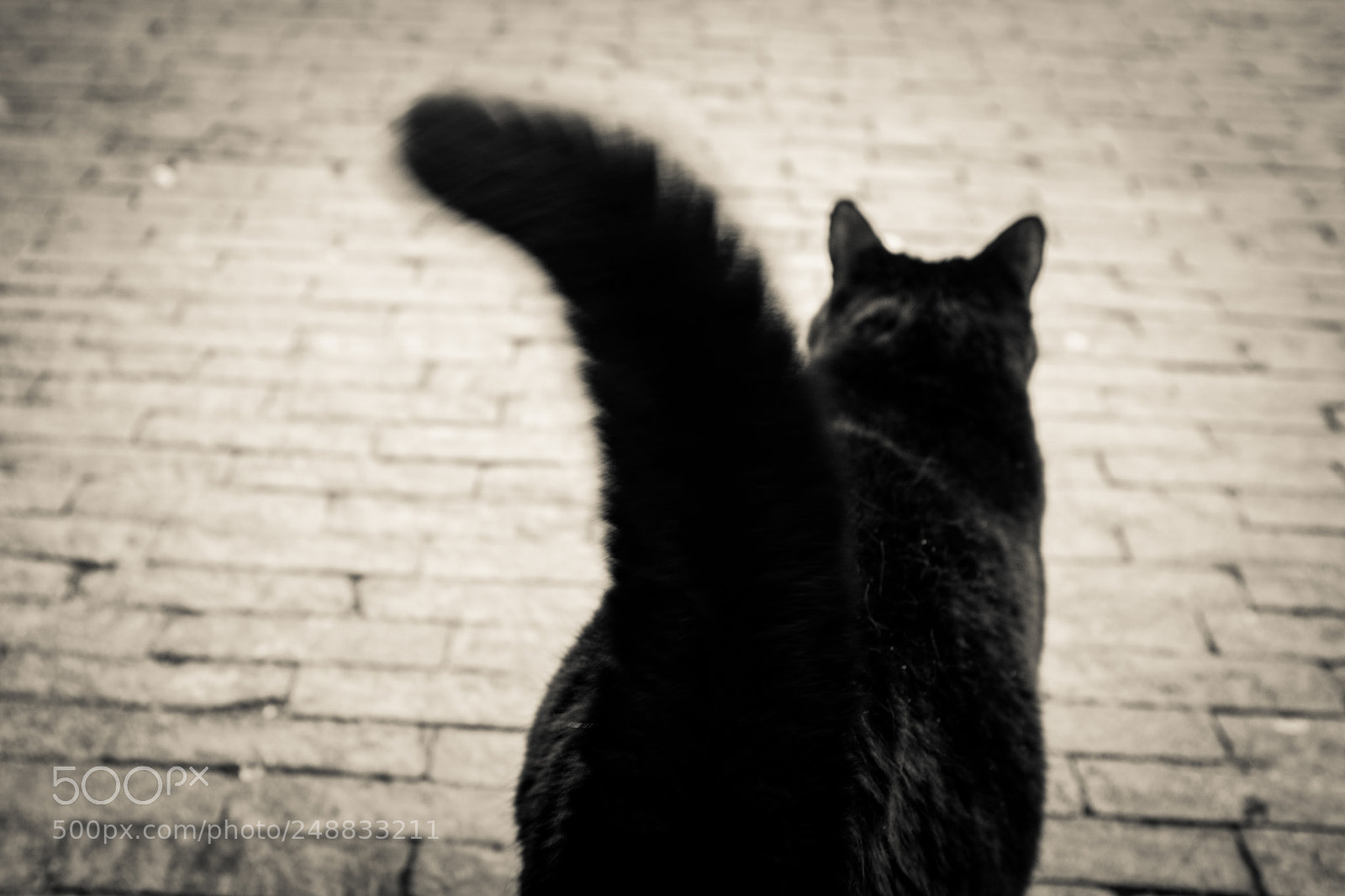Fujifilm X100T sample photo. Cat walk photography