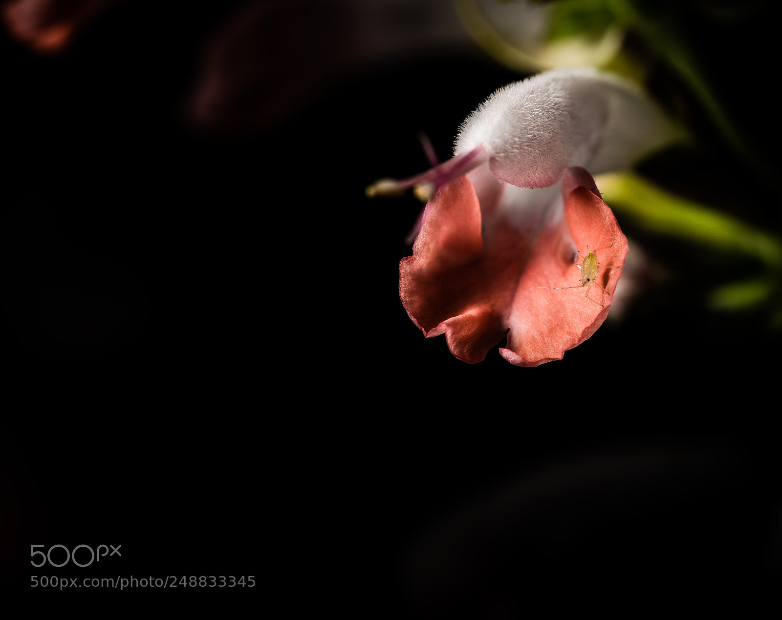 Sony a7R III sample photo. Probability photography