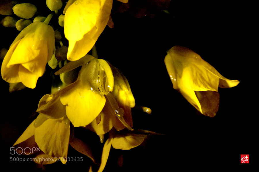 Sony a6500 sample photo. Yellow flowers 0310 photography