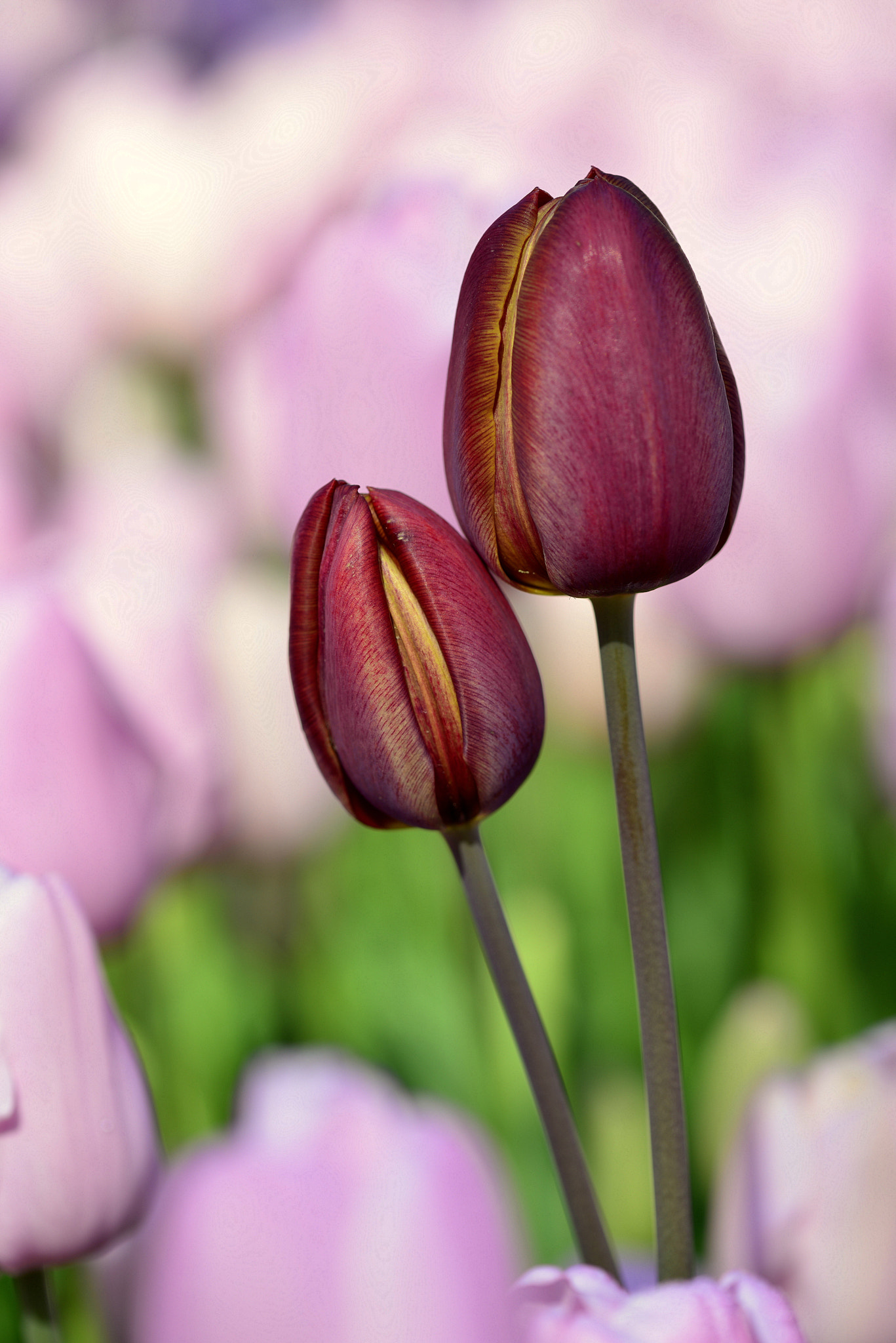 Nikon AF-S Micro-Nikkor 105mm F2.8G IF-ED VR sample photo. Dsc photography