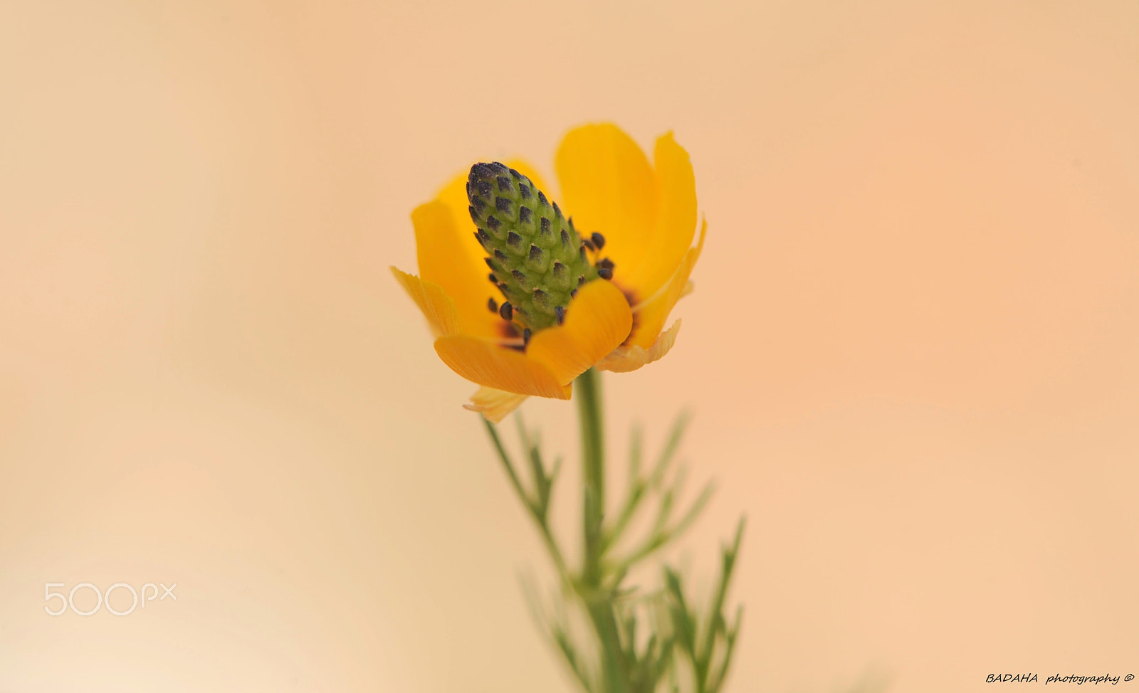 Nikon AF-S Micro-Nikkor 105mm F2.8G IF-ED VR sample photo. Green in yellow photography