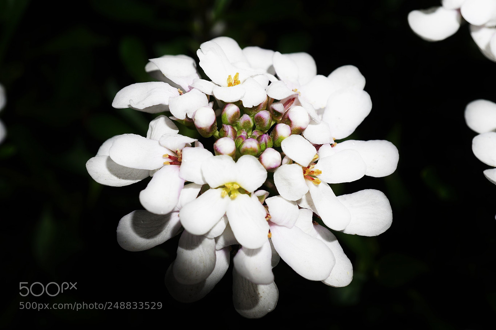 Sony a6500 sample photo. Iberis sempervirens photography