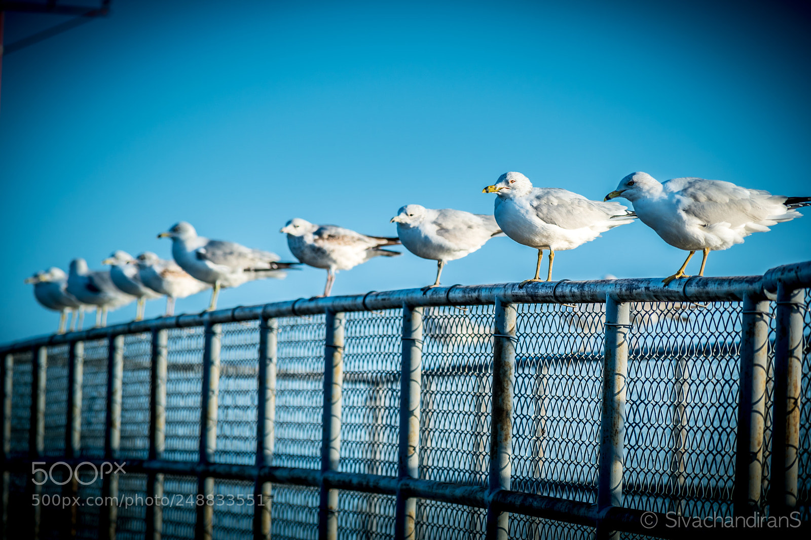 Nikon D5500 sample photo. Waiting for the prey photography