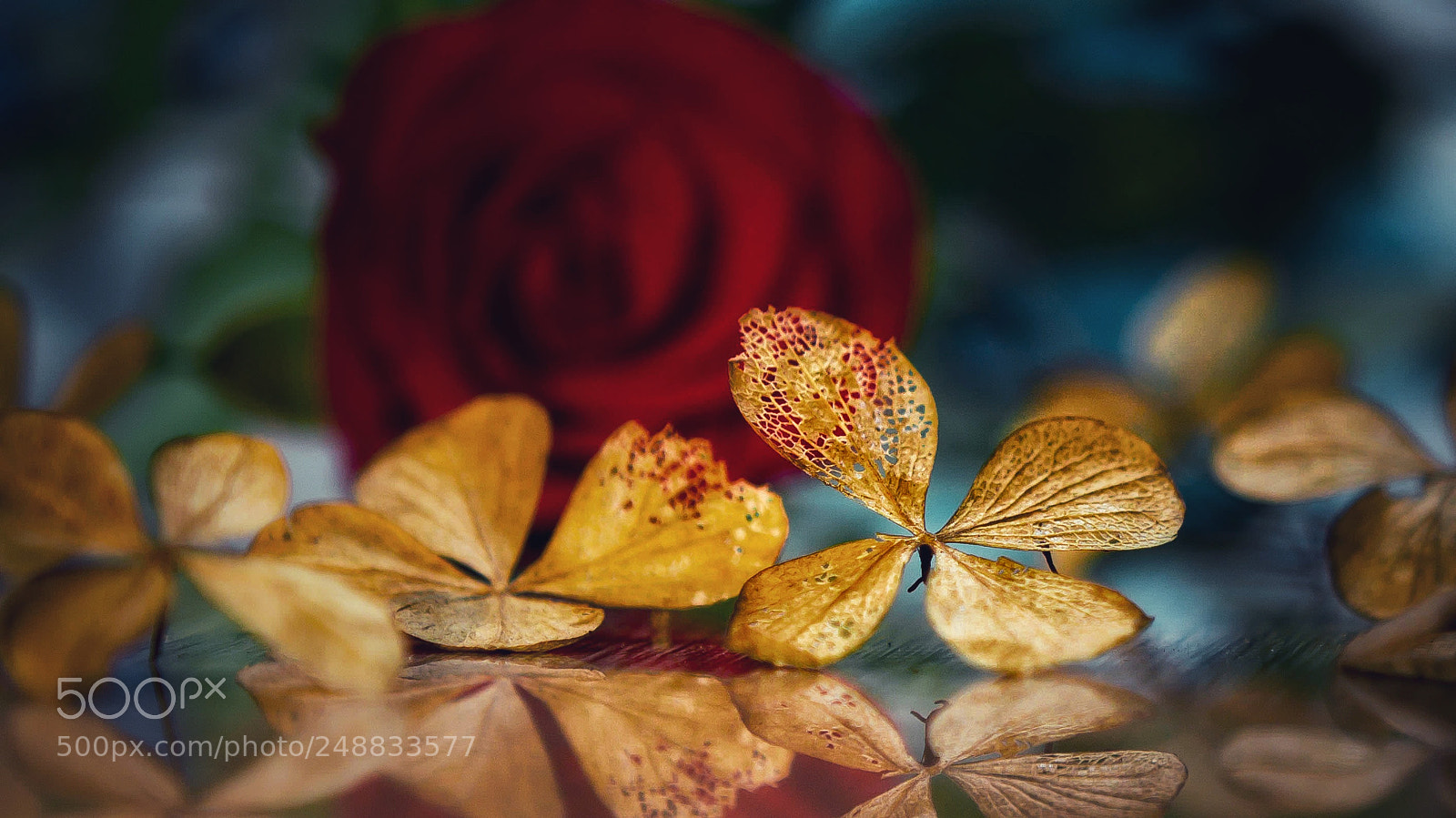 Nikon D7100 sample photo. Leaves photography