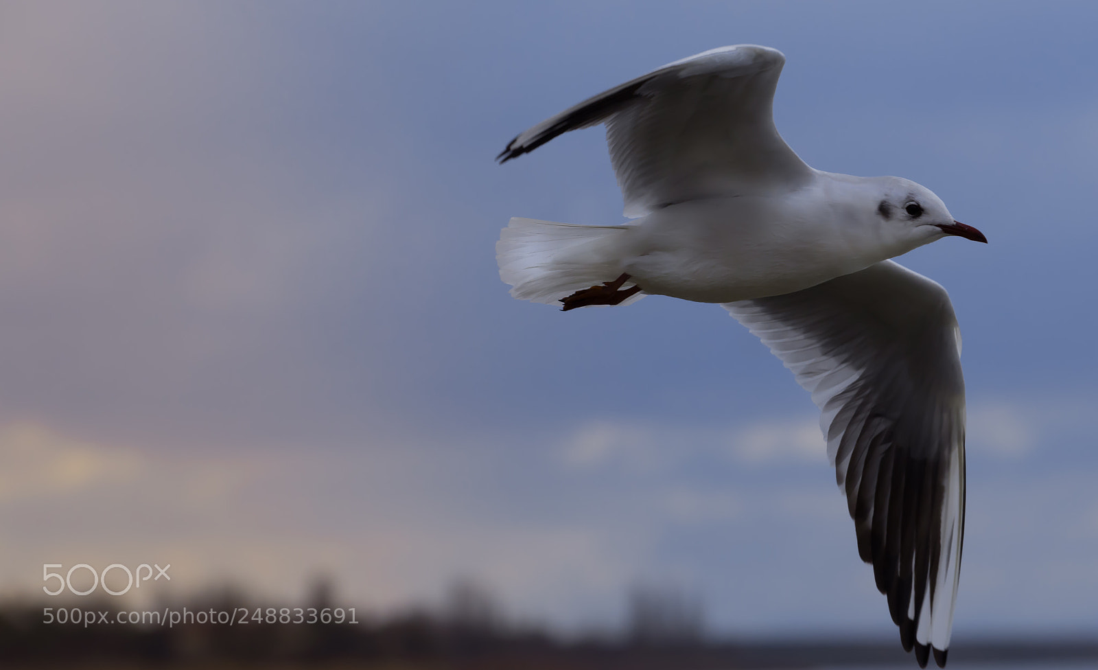 Nikon D850 sample photo. Ankara gölbaşı seagull photography