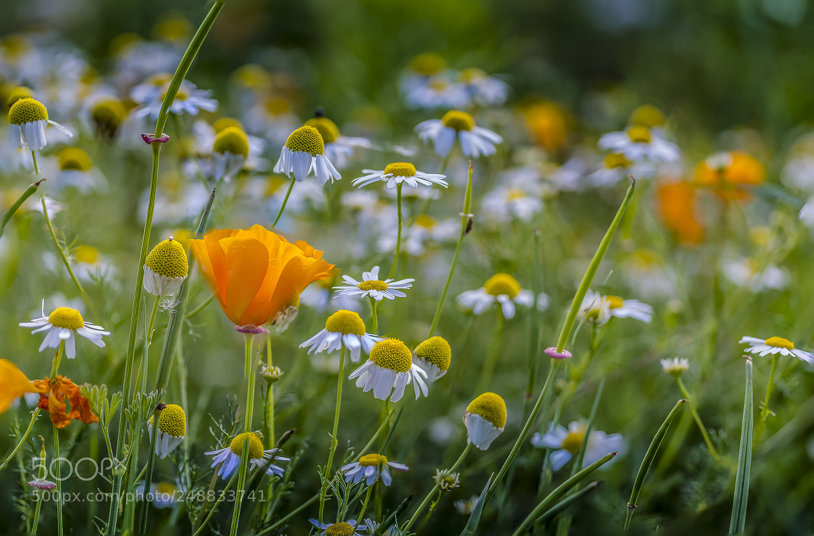 Nikon D610 sample photo. Spring flowers photography
