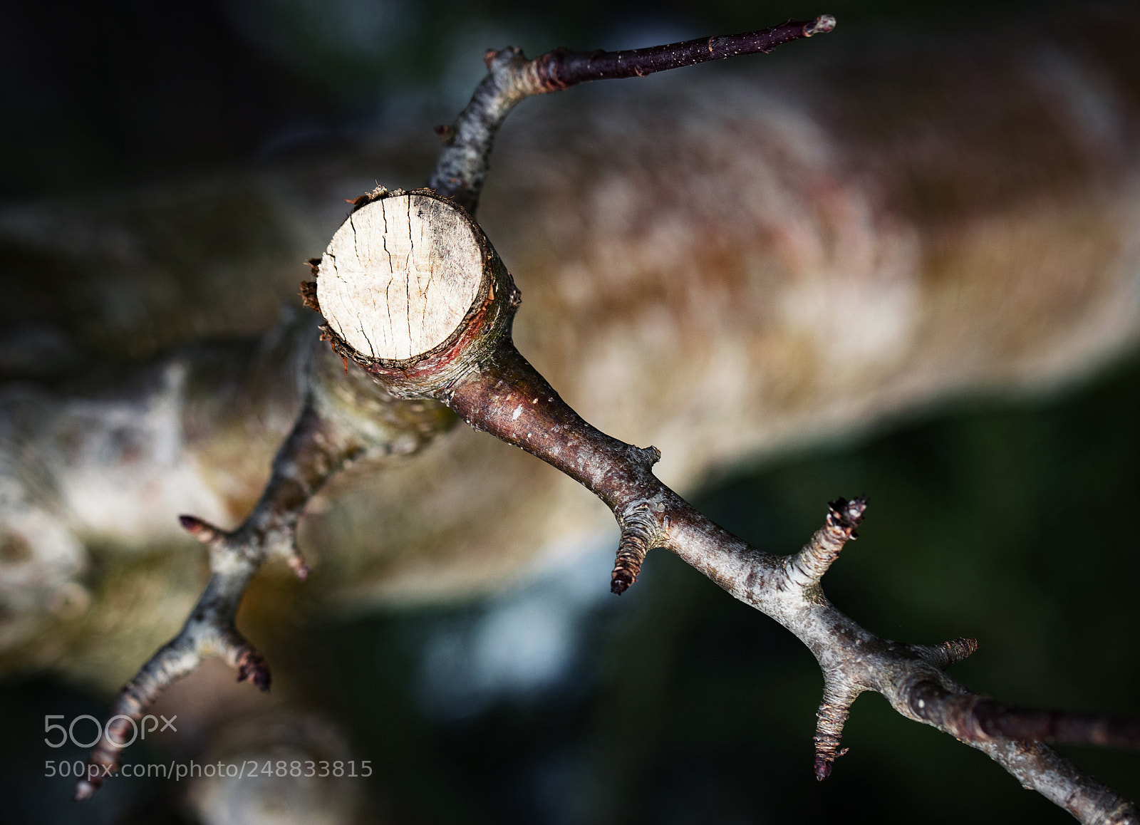 Nikon D5500 sample photo. Sawn detail on twig photography