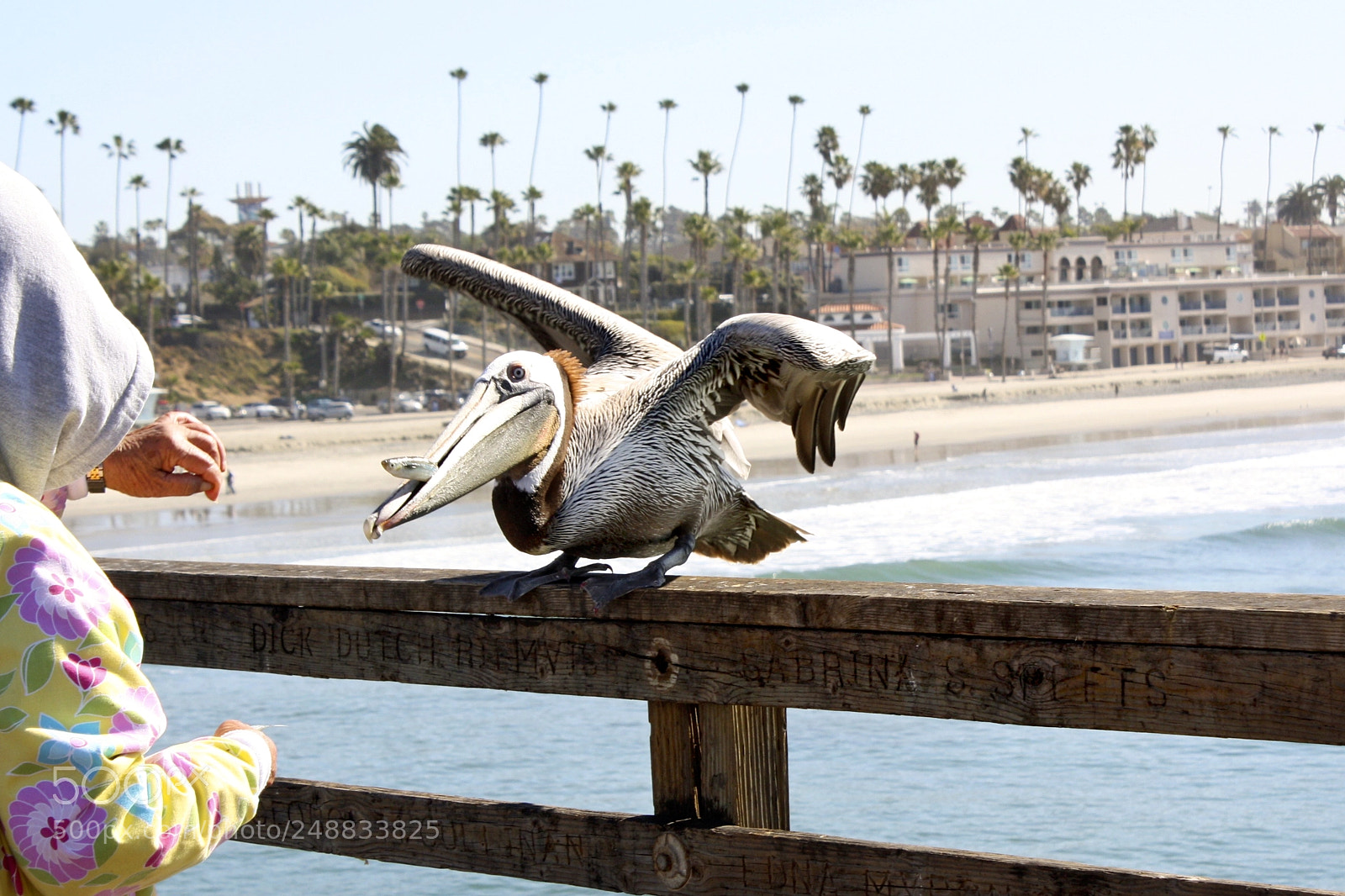 Canon EOS 1000D (EOS Digital Rebel XS / EOS Kiss F) sample photo. Feeding the pelicans photography