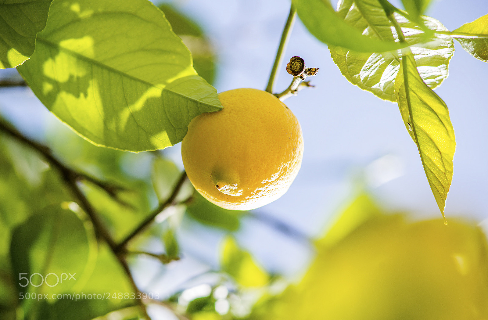 Nikon D600 sample photo. Shining lemon early morning photography