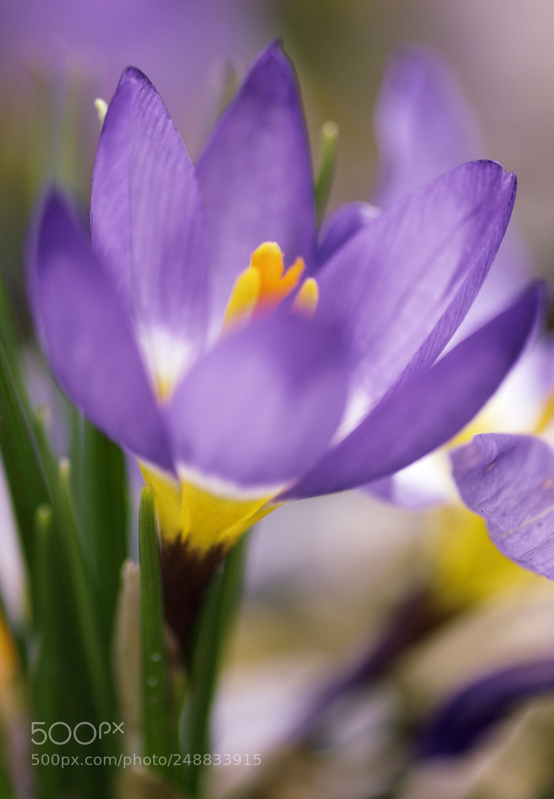 Nikon D90 sample photo. Crocus ii photography