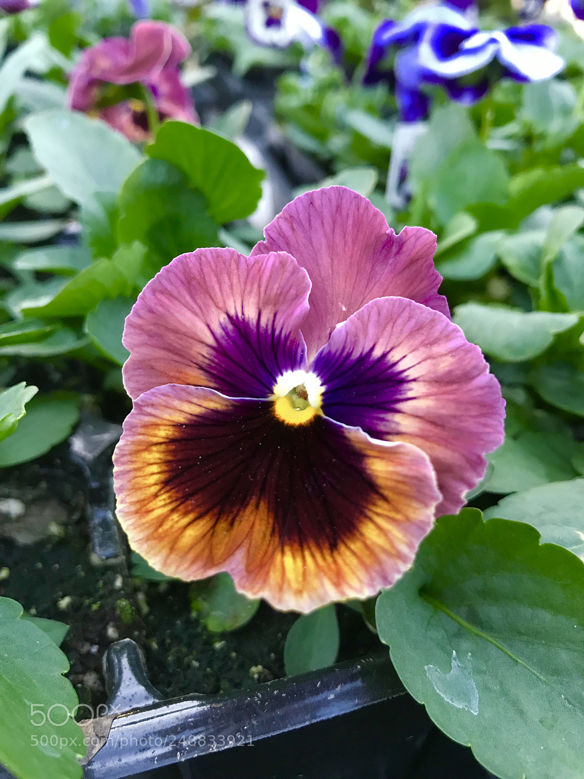 Apple iPhone 7 sample photo. Flower photography