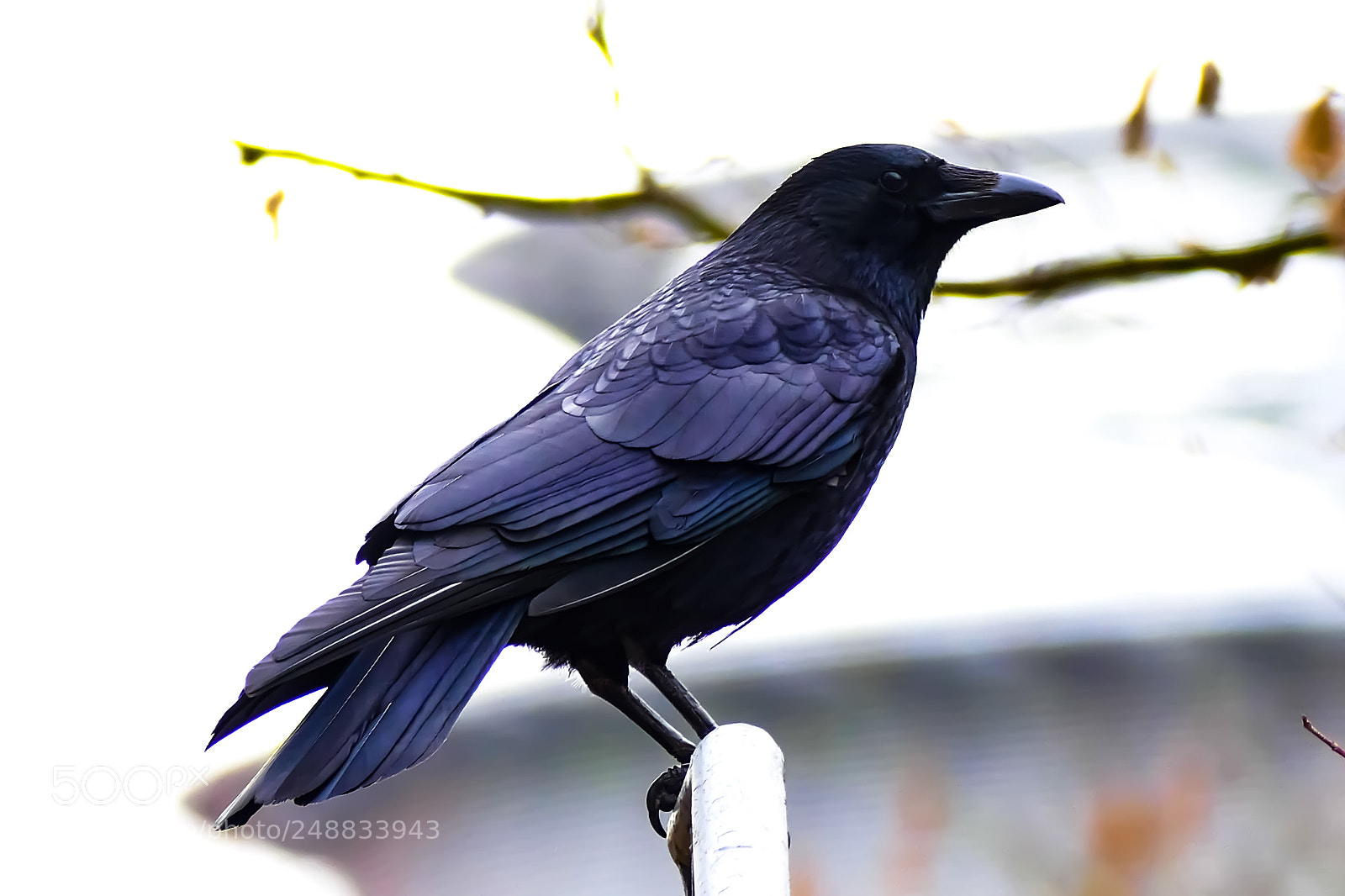 Panasonic Lumix DMC-FZ1000 sample photo. Raven watcher photography