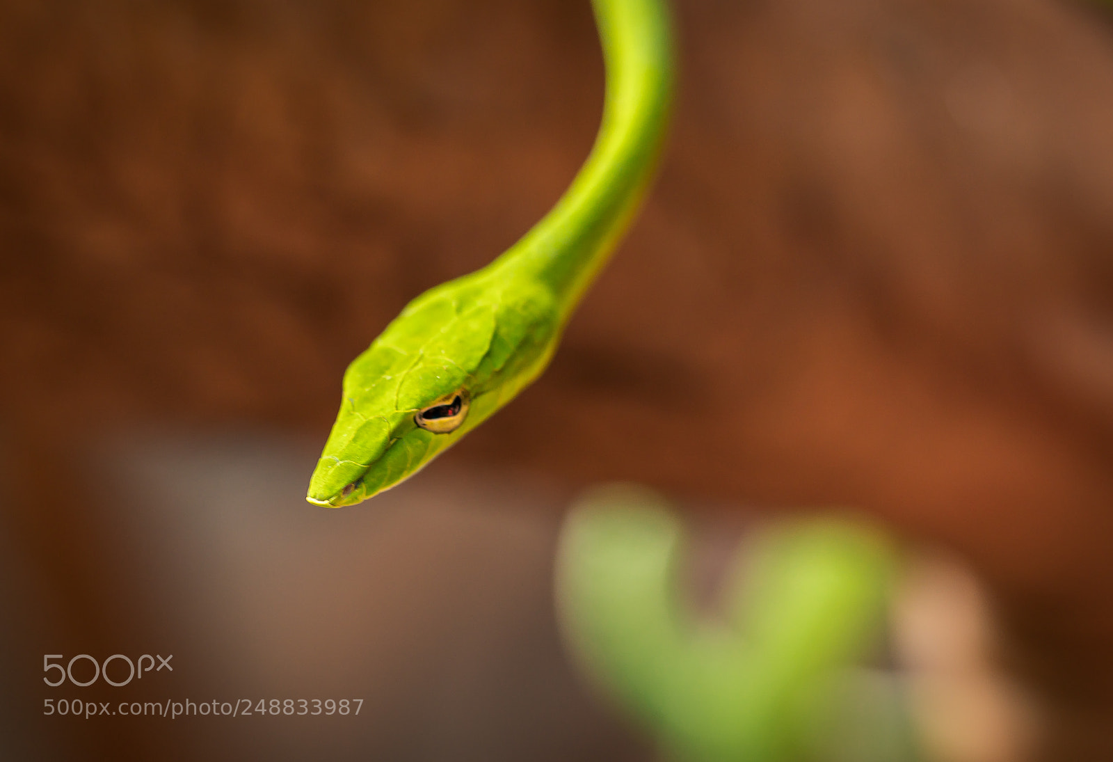 Sony a6500 sample photo. The green snake photography