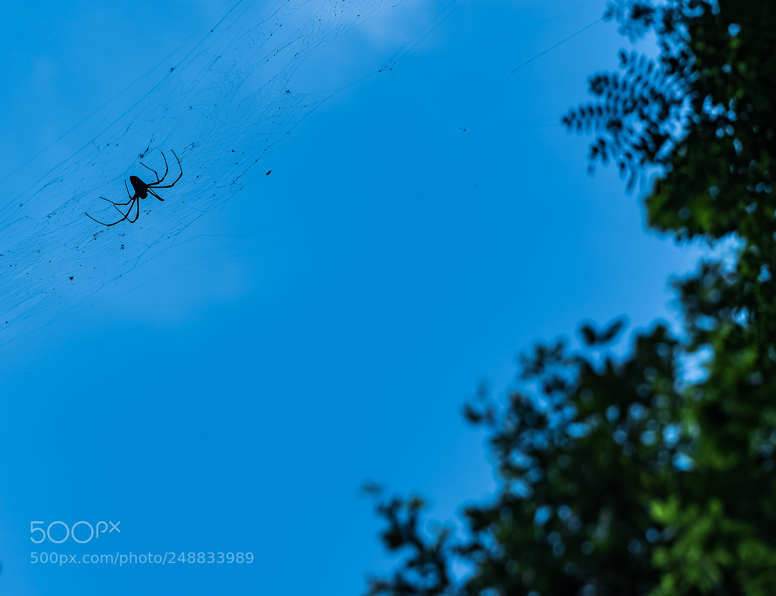 Sony a6500 sample photo. The spider on the photography