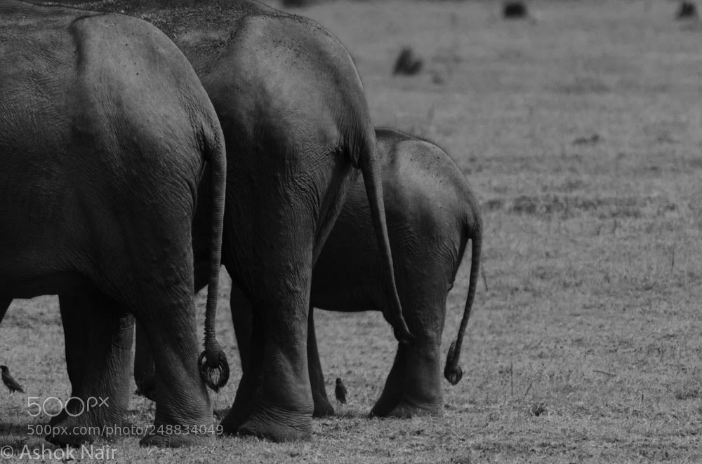 Nikon D5100 sample photo. Col haathi and co. photography