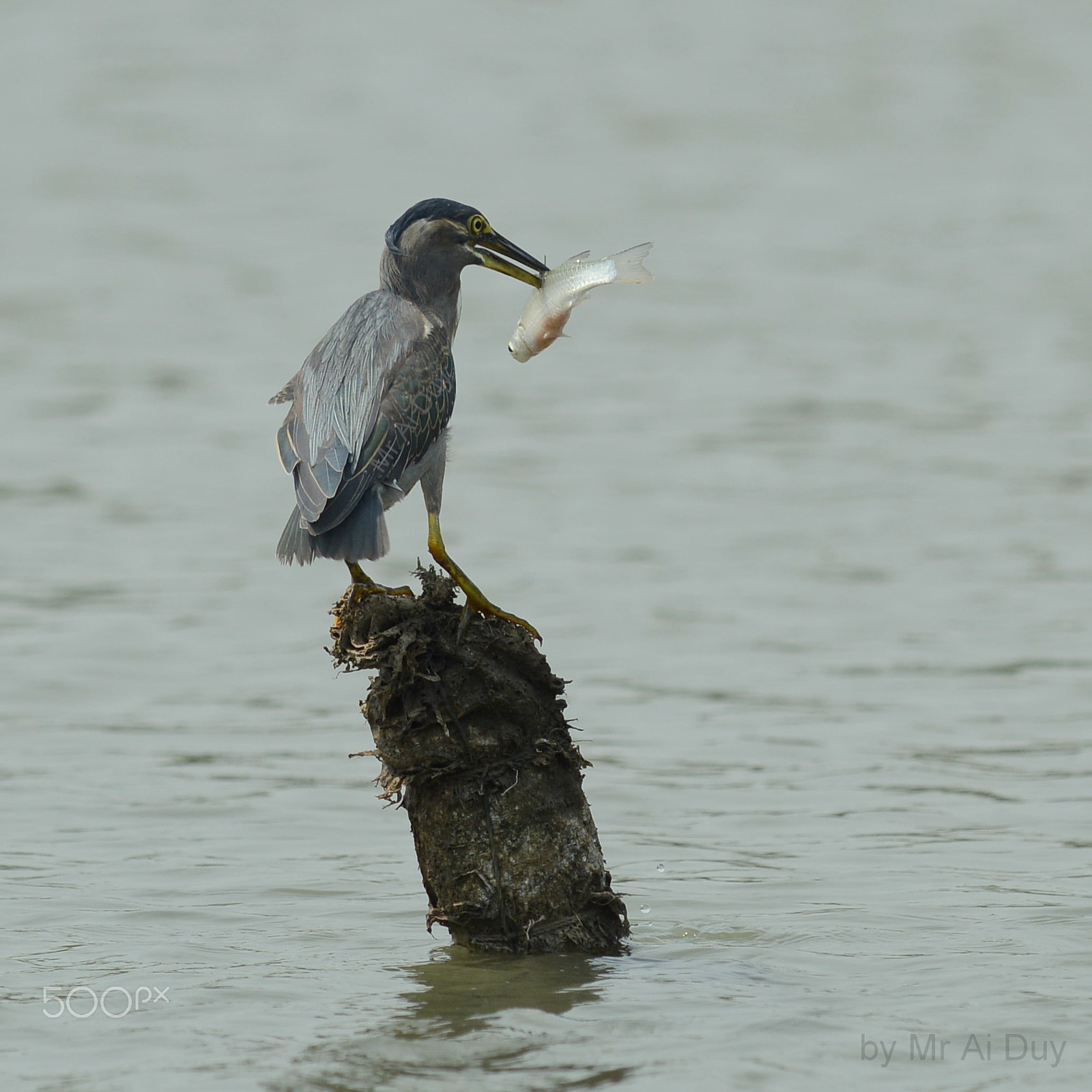 Nikon D800E + Nikon AF-S Nikkor 300mm F4D ED-IF sample photo. Sucessful fishing photography