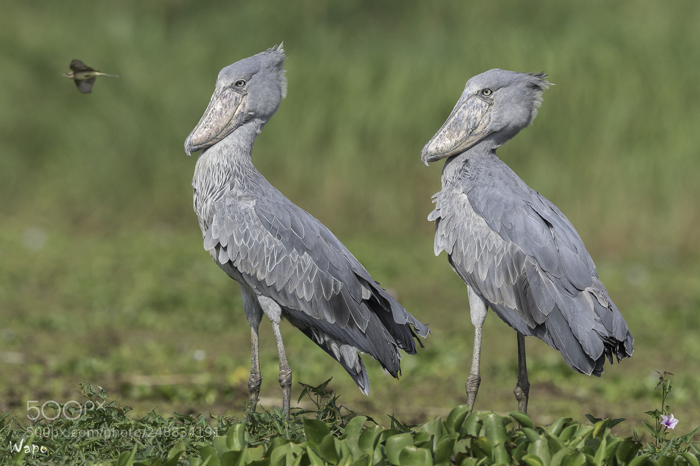 Nikon D500 sample photo. Shoebills couple photography
