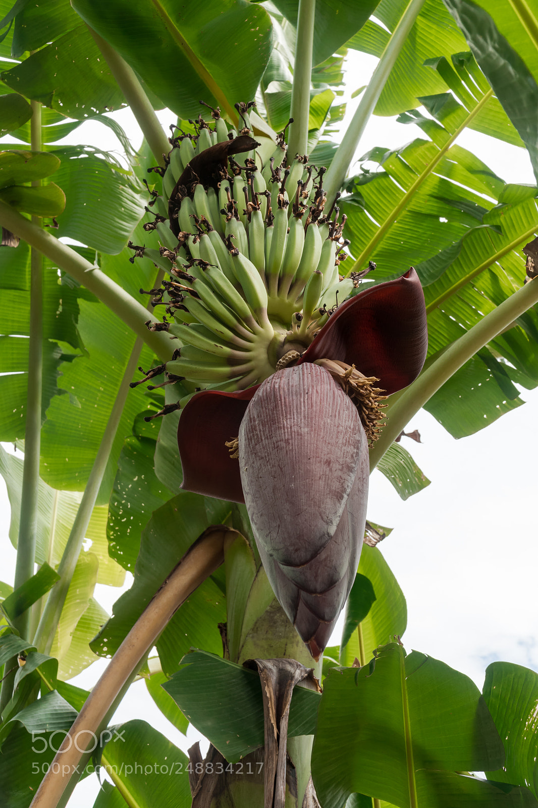 Sony a6500 sample photo. The bananas on the photography