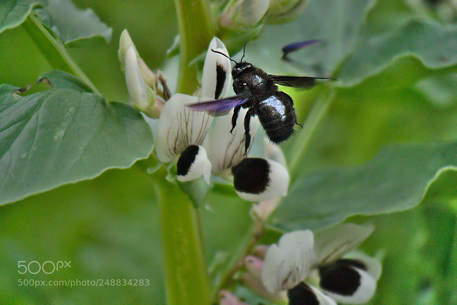 Panasonic Lumix DMC-GM1 sample photo. 2018 03 10 carpenter bee.jpg photography