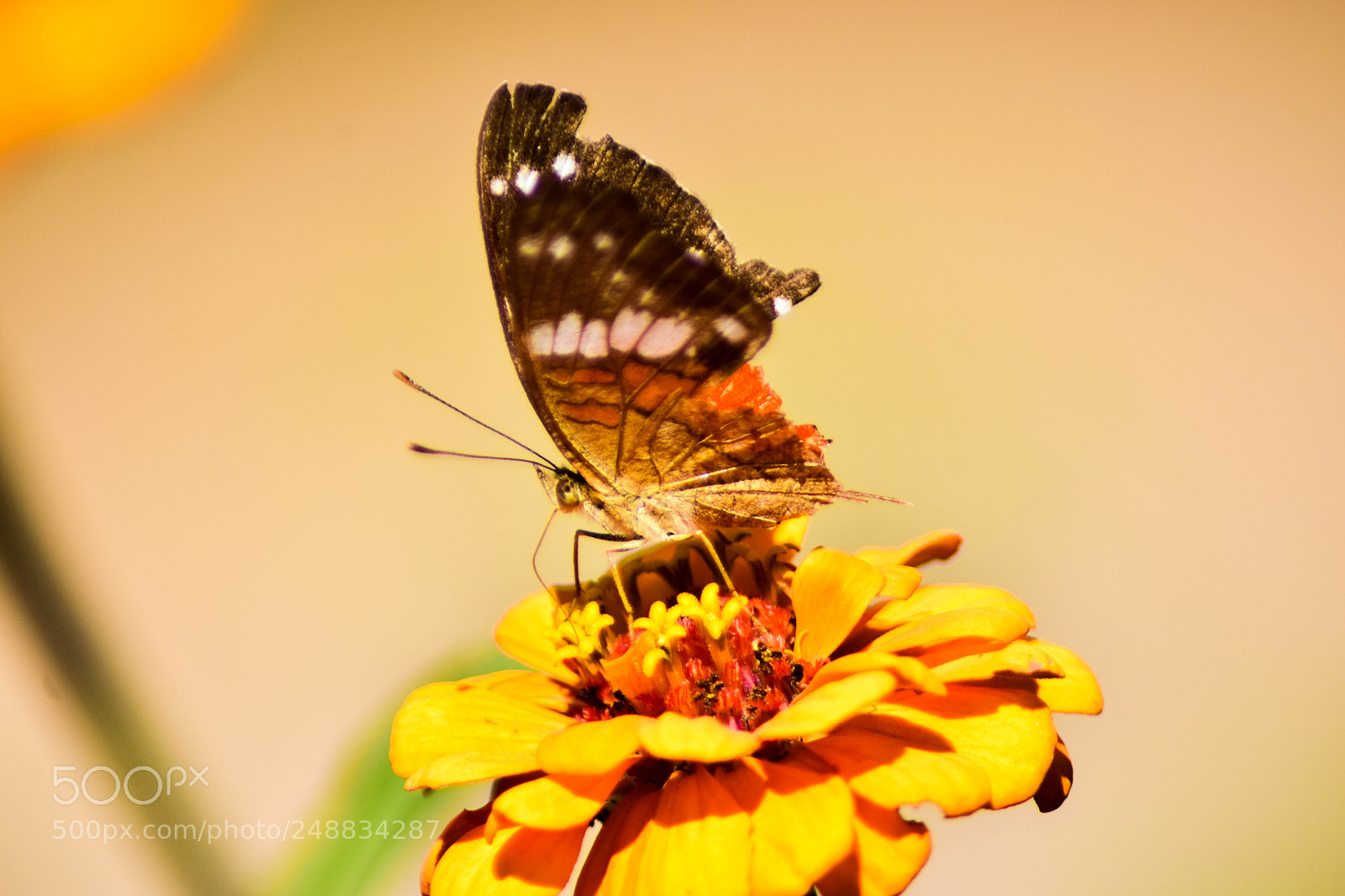 Nikon D5300 sample photo. Anartia amathea photography