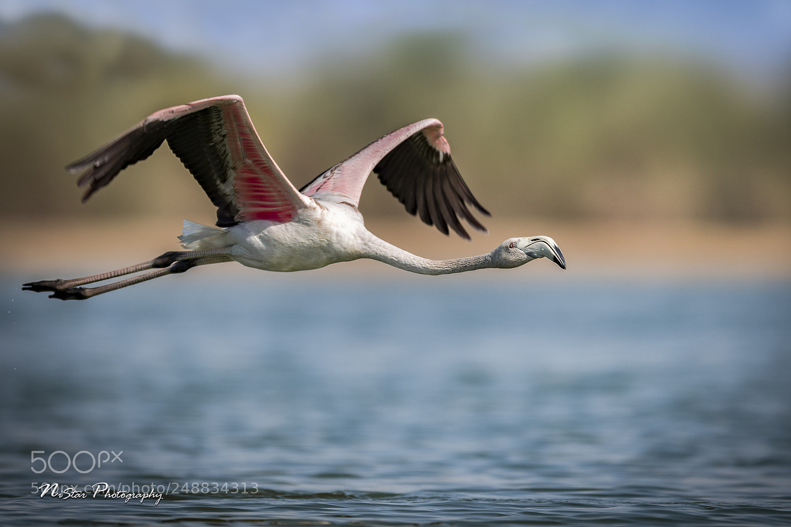 Nikon D5 sample photo. Flamingo photography
