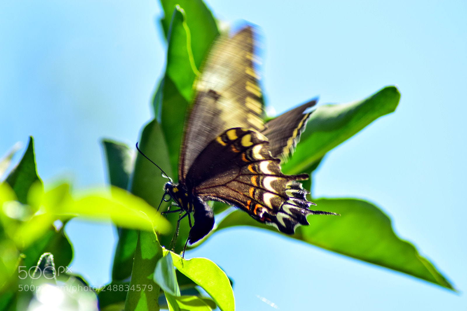 Nikon D5300 sample photo. Do you know her photography