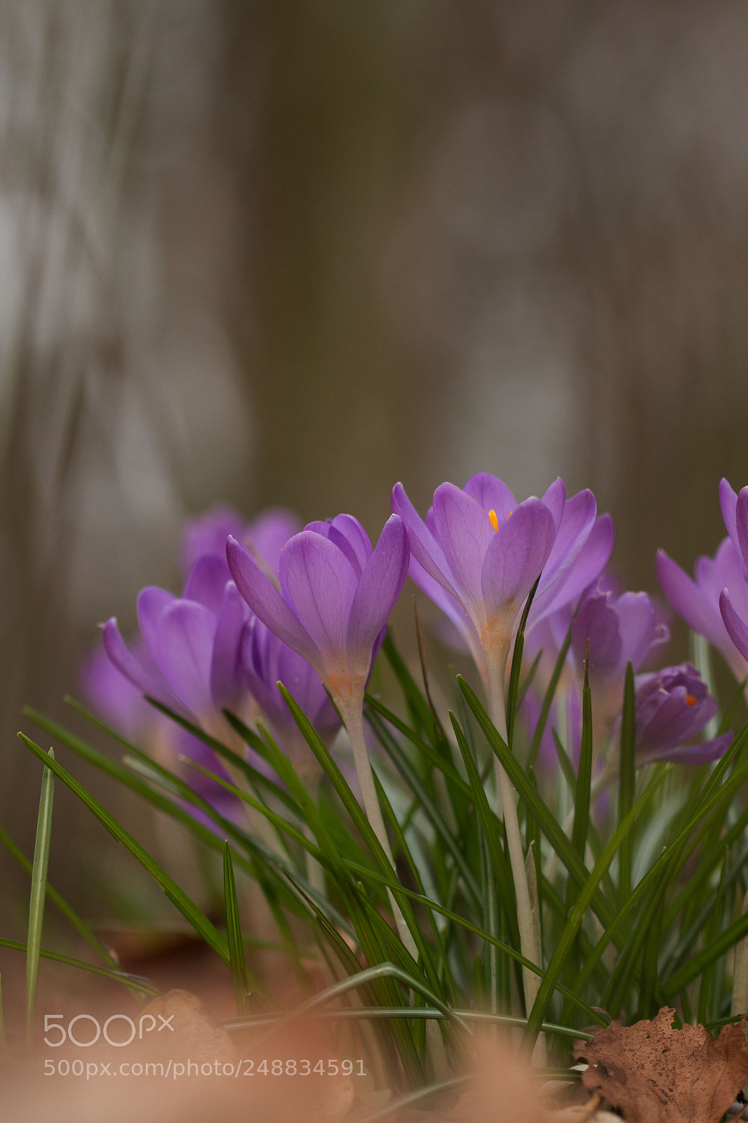 Canon EOS 700D (EOS Rebel T5i / EOS Kiss X7i) sample photo. Crocus photography