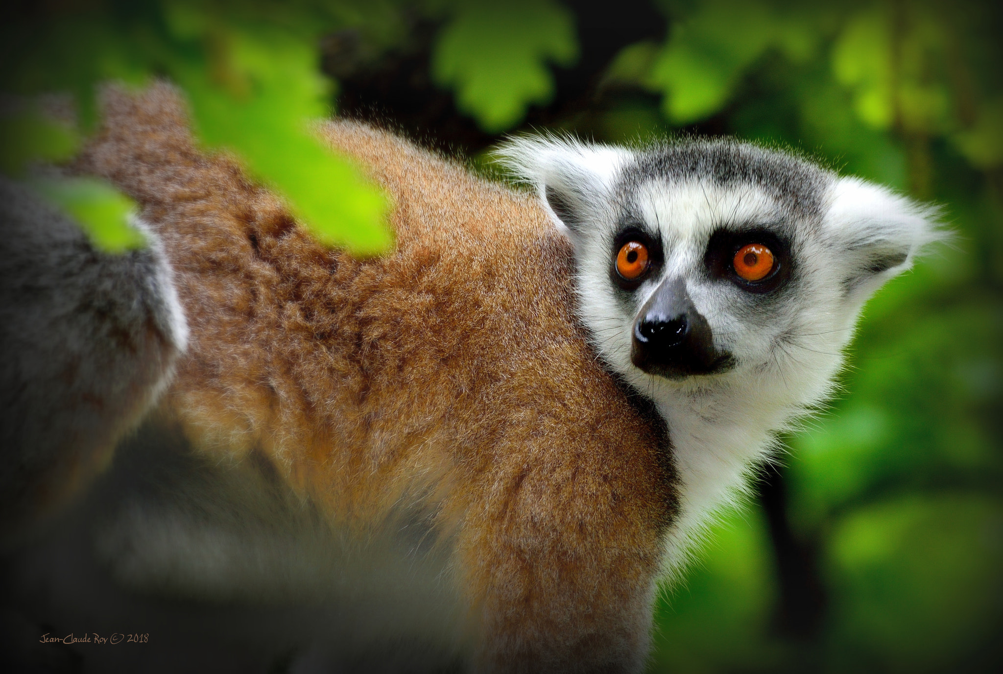 Nikon D7000 sample photo. Lemur catta photography