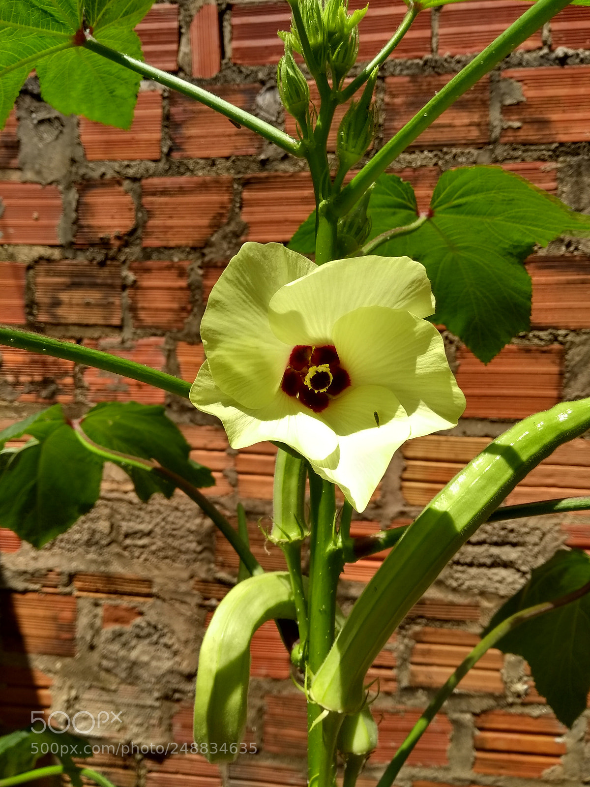 Motorola Moto G (5th Gen) sample photo. Flower photography