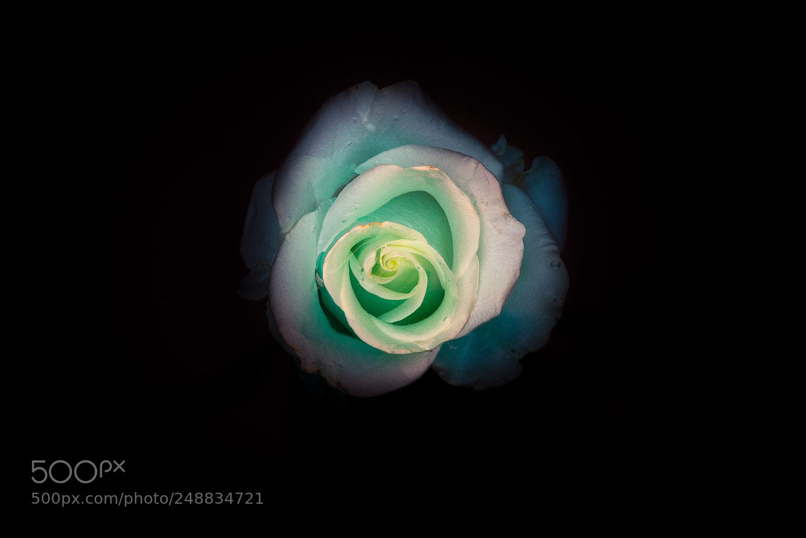 Nikon D610 sample photo. Submerged ii photography