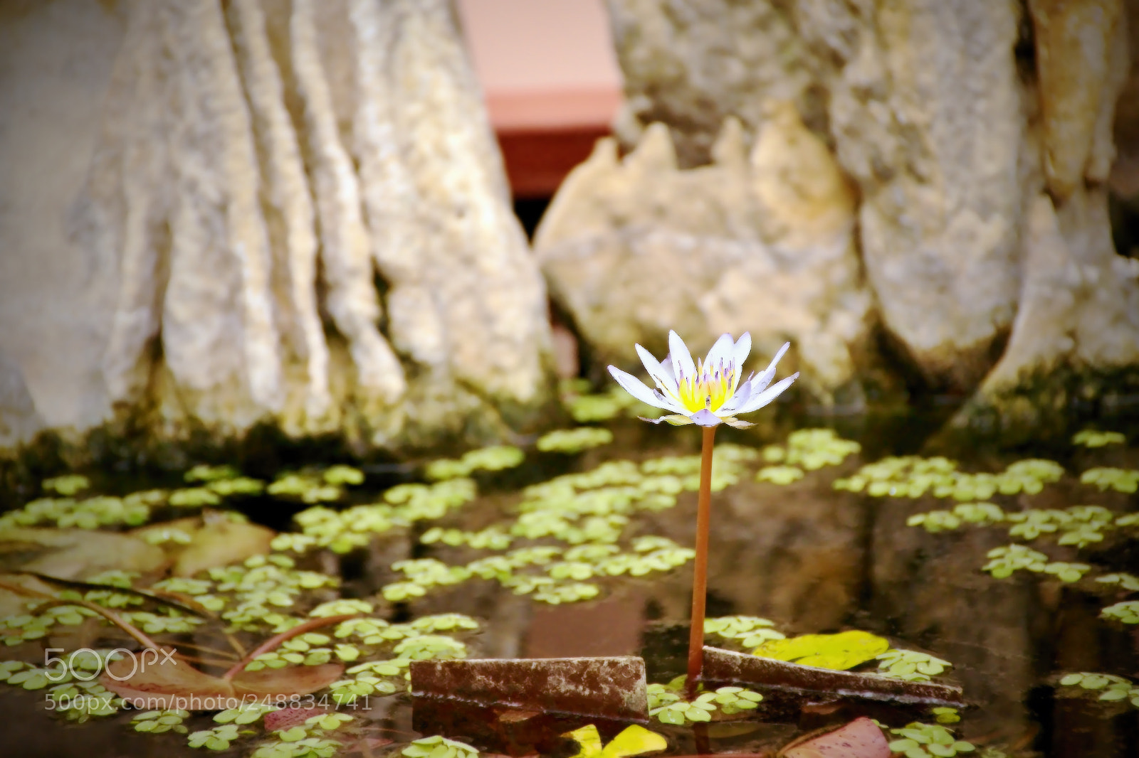 Nikon D5300 sample photo. Flower in an artificial photography