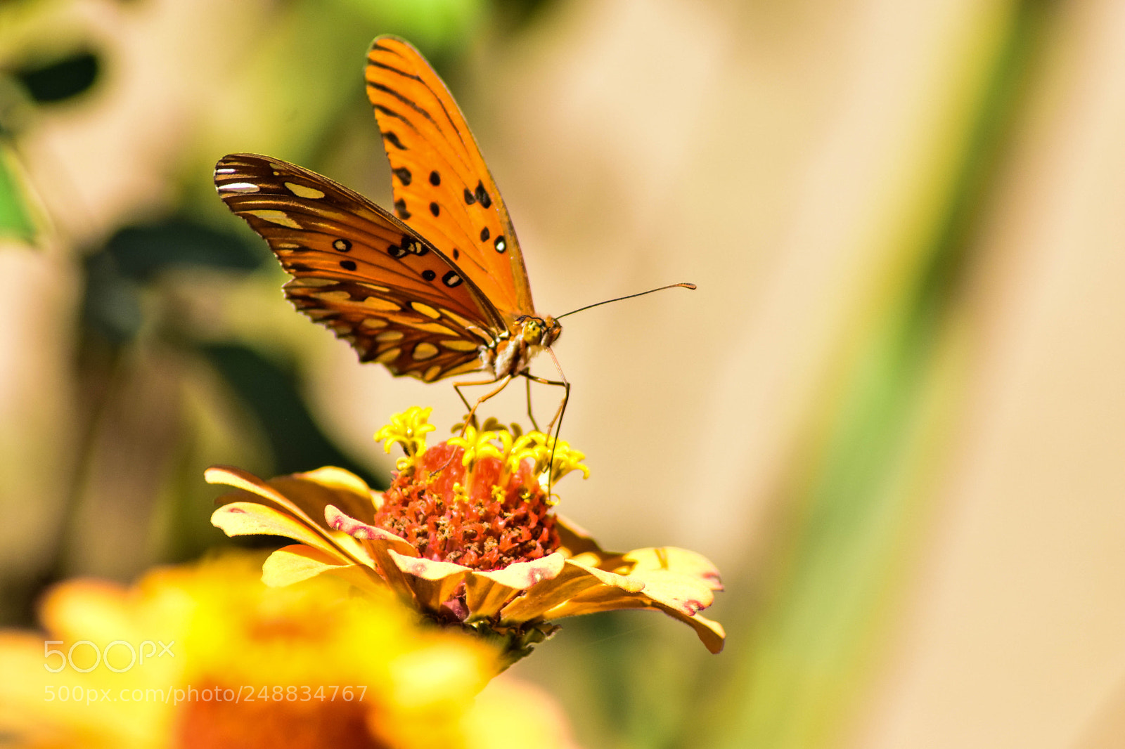 Nikon D5300 sample photo. Do you know her photography